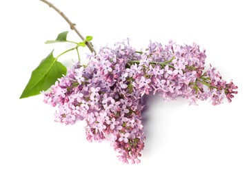 Photo of Branch with beautiful lilac flowers and leaves isolated on white