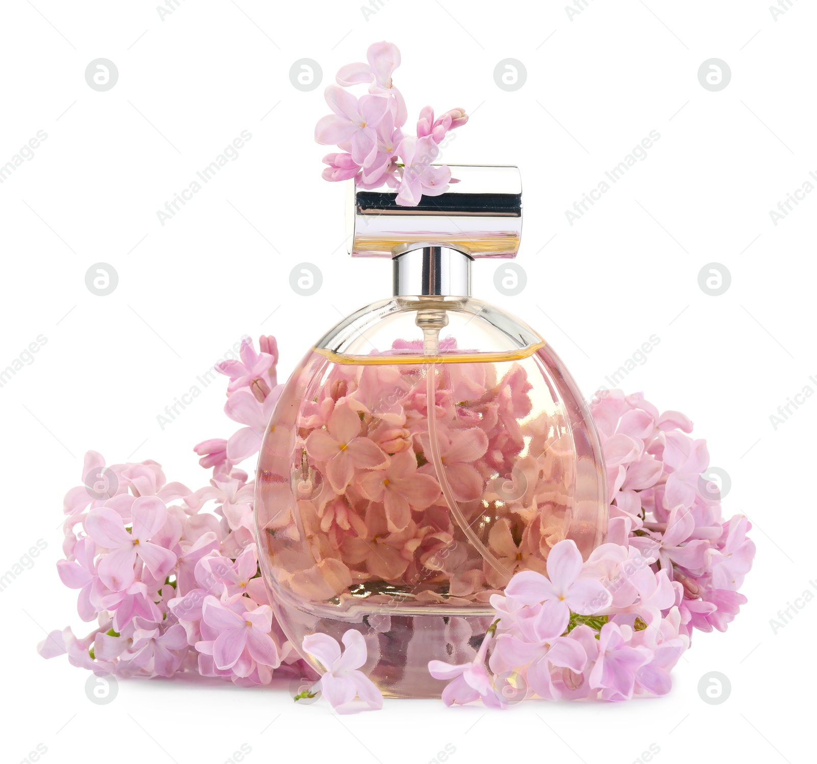 Luxury perfume and beautiful lilac flowers isolated on white Photo of Luxury perfume and beautiful lilac flowers isolated on white