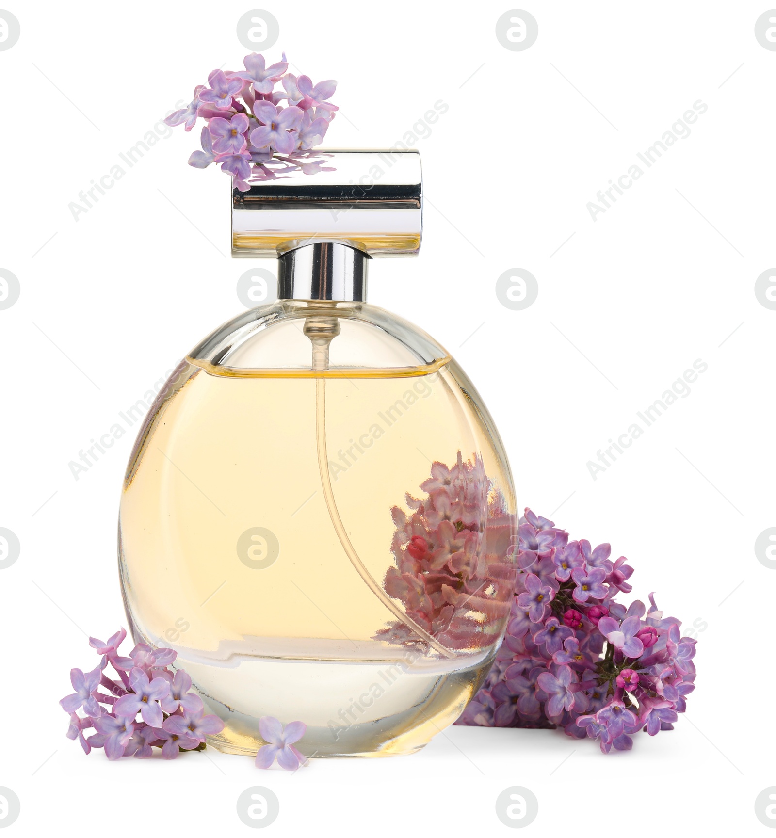 Luxury perfume and beautiful lilac flowers isolated on white Photo of Luxury perfume and beautiful lilac flowers isolated on white