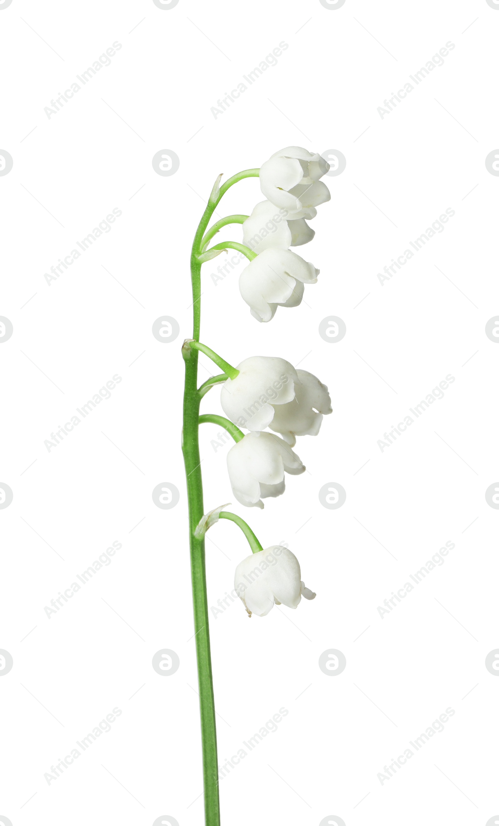 Beautiful fragrant lily-of-the-valley flowers isolated on white Photo of Beautiful fragrant lily-of-the-valley flowers isolated on white
