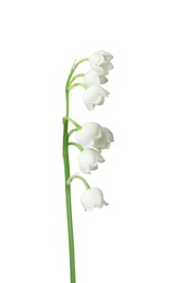 Photo of Beautiful fragrant lily-of-the-valley flowers isolated on white