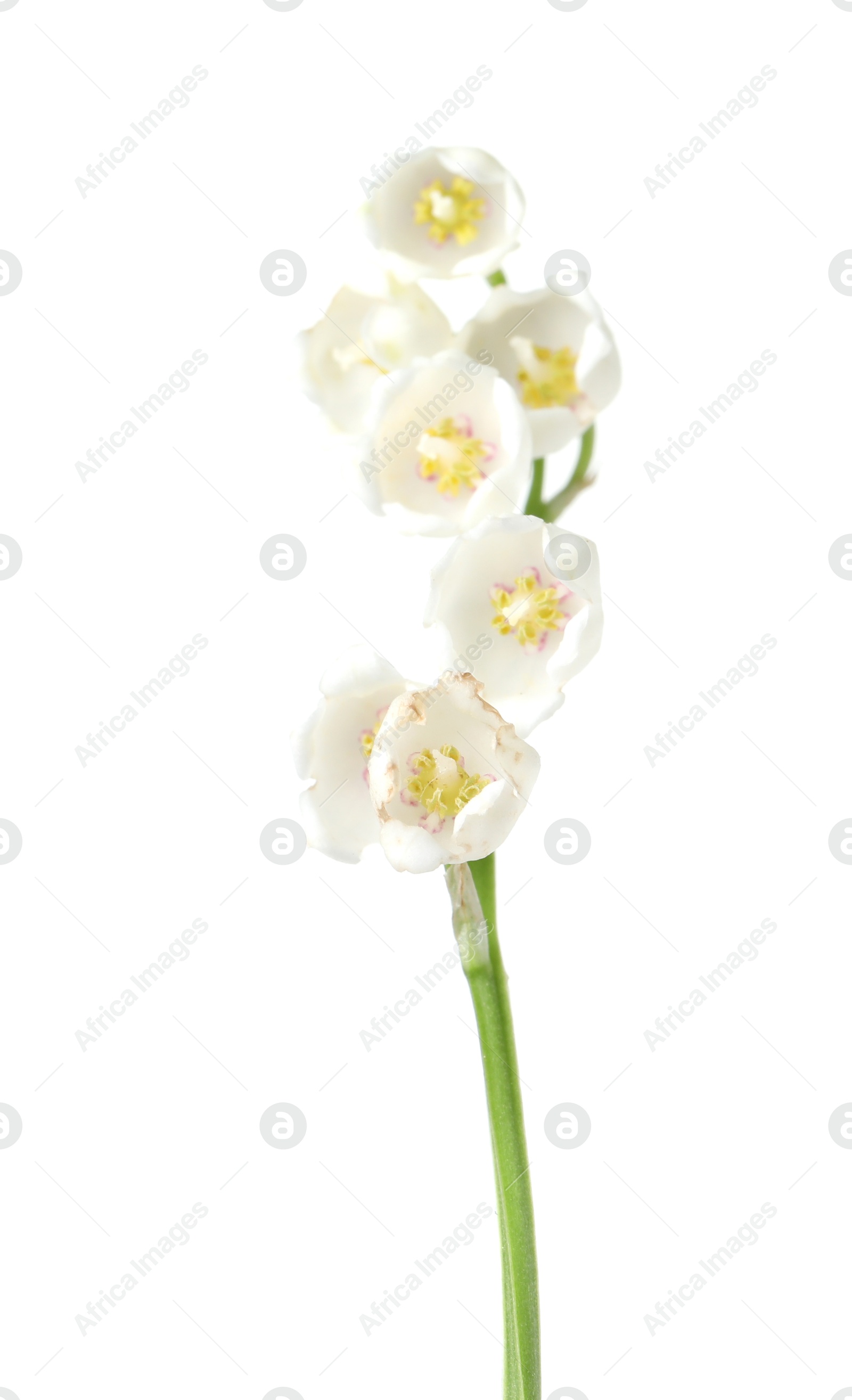 Beautiful fragrant lily-of-the-valley flowers isolated on white Photo of Beautiful fragrant lily-of-the-valley flowers isolated on white