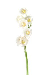 Photo of Beautiful fragrant lily-of-the-valley flowers isolated on white