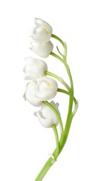 Photo of Beautiful fragrant lily-of-the-valley flowers isolated on white