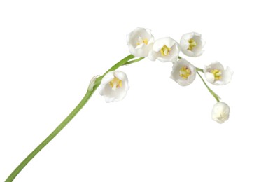 Photo of Beautiful fragrant lily-of-the-valley flowers isolated on white