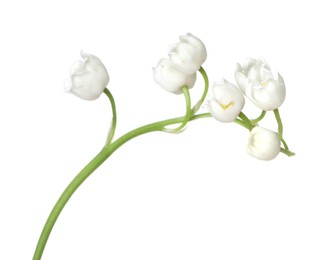 Photo of Beautiful fragrant lily-of-the-valley flowers isolated on white