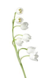 Photo of Beautiful fragrant lily-of-the-valley flowers isolated on white