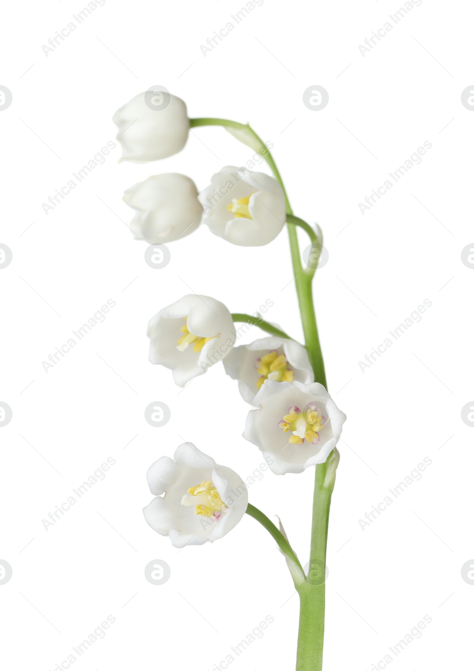Beautiful fragrant lily-of-the-valley flowers isolated on white Photo of Beautiful fragrant lily-of-the-valley flowers isolated on white