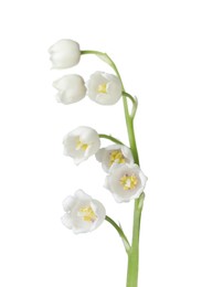 Photo of Beautiful fragrant lily-of-the-valley flowers isolated on white