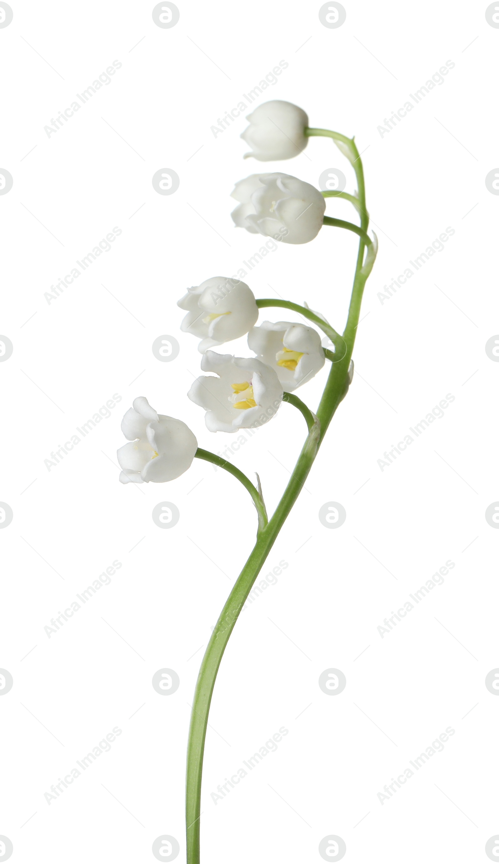 Beautiful fragrant lily-of-the-valley flowers isolated on white Photo of Beautiful fragrant lily-of-the-valley flowers isolated on white