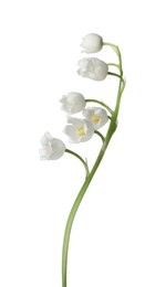 Photo of Beautiful fragrant lily-of-the-valley flowers isolated on white