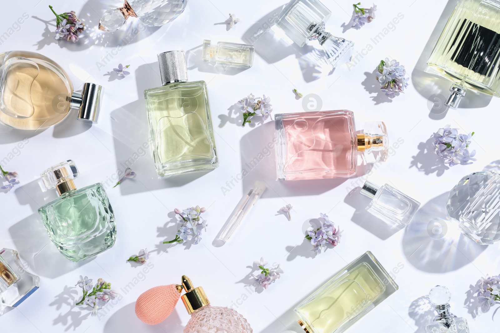 Luxury perfumes and beautiful lilac flowers on white background, flat lay Photo of Luxury perfumes and beautiful lilac flowers on white background, flat lay