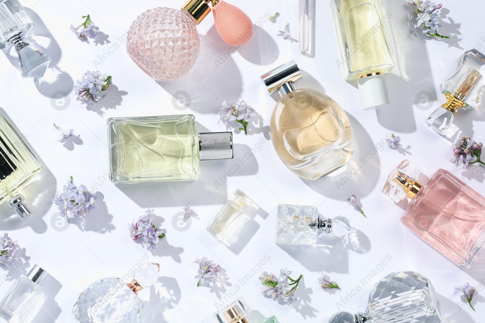 Luxury perfumes and beautiful lilac flowers on white background, flat lay Photo of Luxury perfumes and beautiful lilac flowers on white background, flat lay