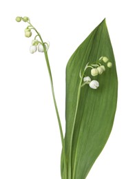 Photo of Beautiful fragrant lily-of-the-valley flowers isolated on white