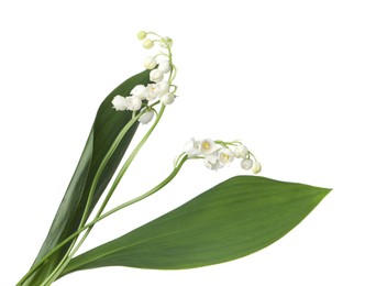 Photo of Beautiful fragrant lily-of-the-valley flowers isolated on white