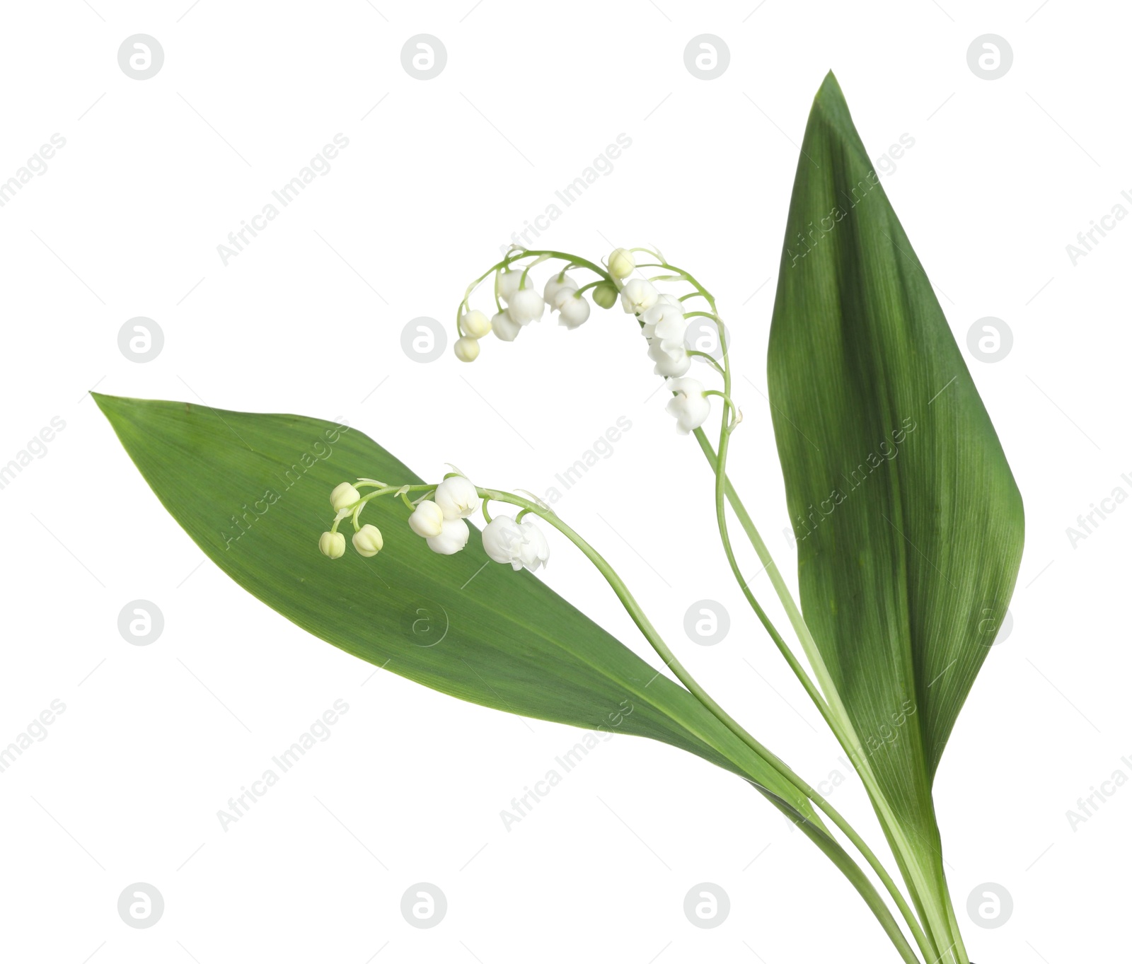 Beautiful fragrant lily-of-the-valley flowers isolated on white Photo of Beautiful fragrant lily-of-the-valley flowers isolated on white