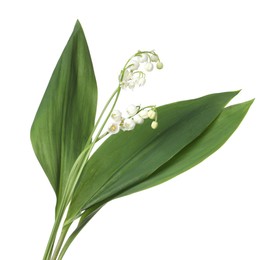Photo of Beautiful fragrant lily-of-the-valley flowers isolated on white