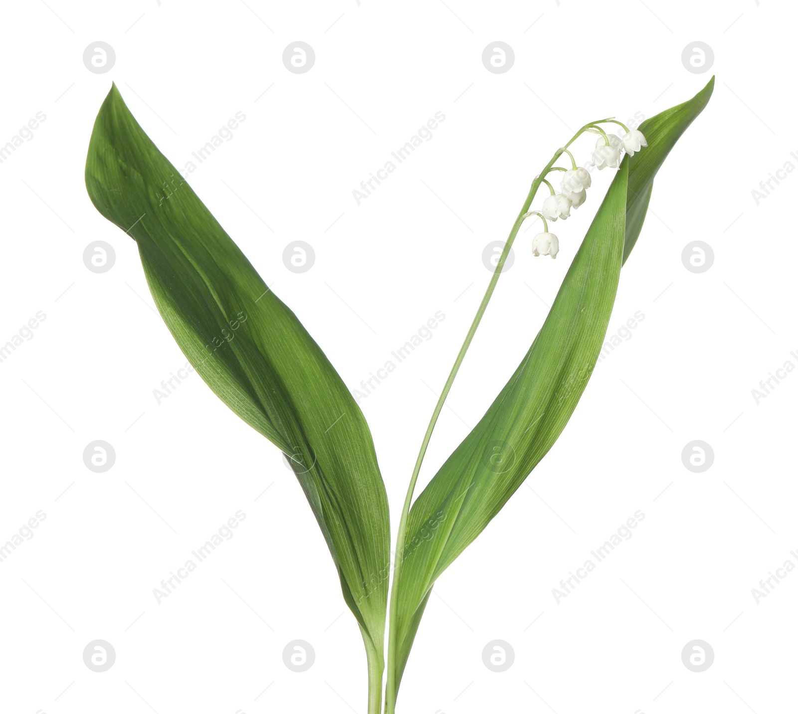 Beautiful fragrant lily-of-the-valley flowers isolated on white Photo of Beautiful fragrant lily-of-the-valley flowers isolated on white