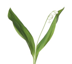 Photo of Beautiful fragrant lily-of-the-valley flowers isolated on white