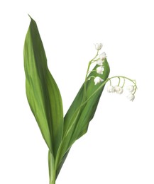 Photo of Beautiful fragrant lily-of-the-valley flowers isolated on white