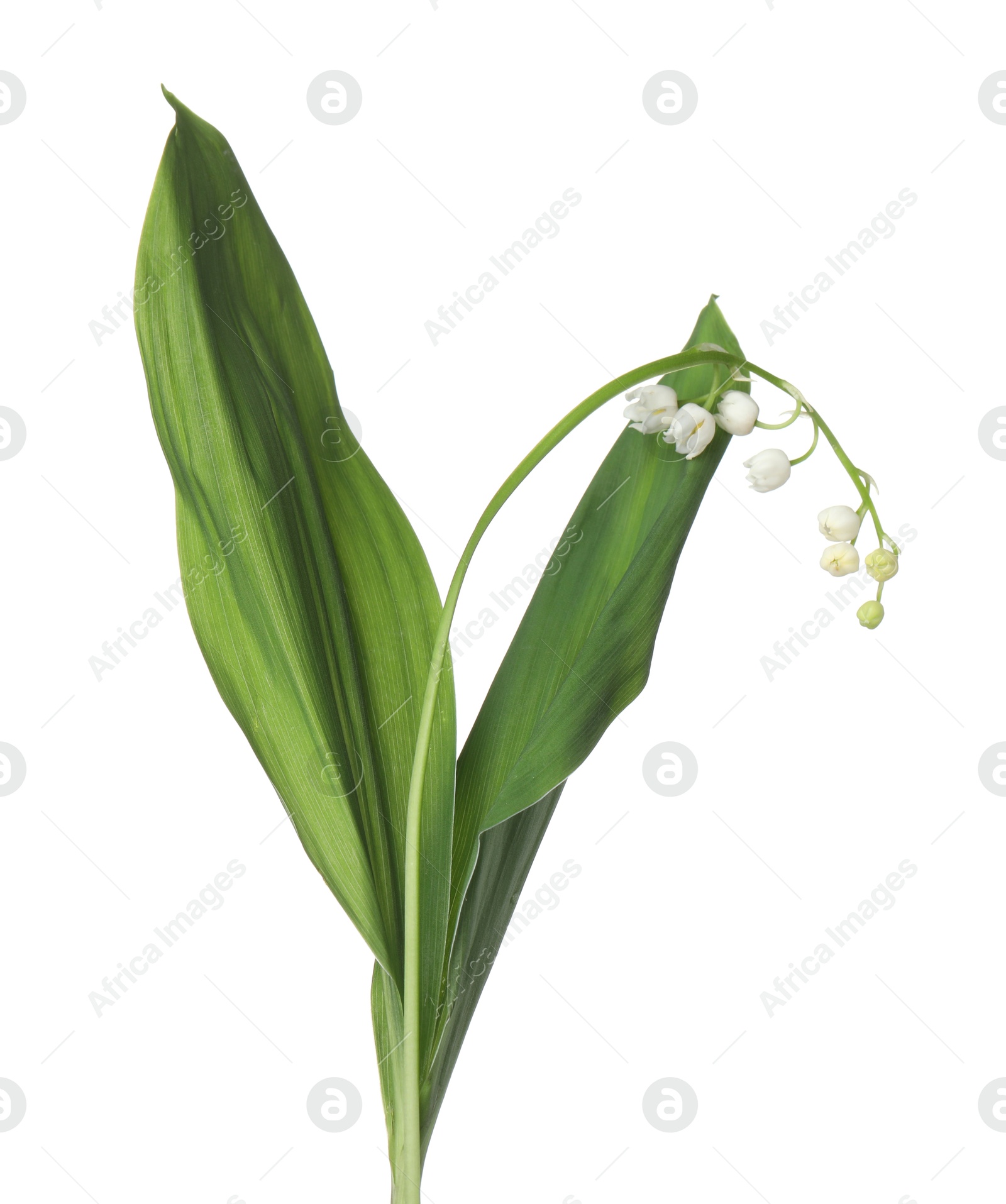 Beautiful fragrant lily-of-the-valley flowers isolated on white Photo of Beautiful fragrant lily-of-the-valley flowers isolated on white