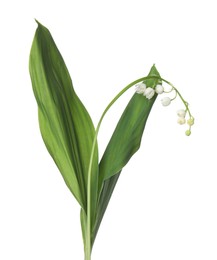 Photo of Beautiful fragrant lily-of-the-valley flowers isolated on white