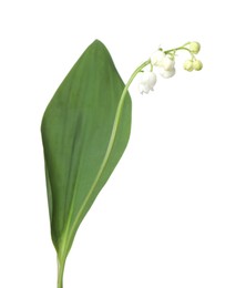 Photo of Beautiful fragrant lily-of-the-valley flowers isolated on white