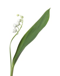 Photo of Beautiful fragrant lily-of-the-valley flowers isolated on white