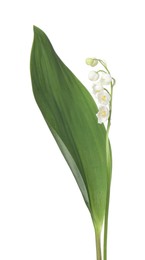 Photo of Beautiful fragrant lily-of-the-valley flowers isolated on white