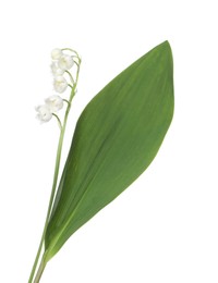 Photo of Beautiful fragrant lily-of-the-valley flowers isolated on white