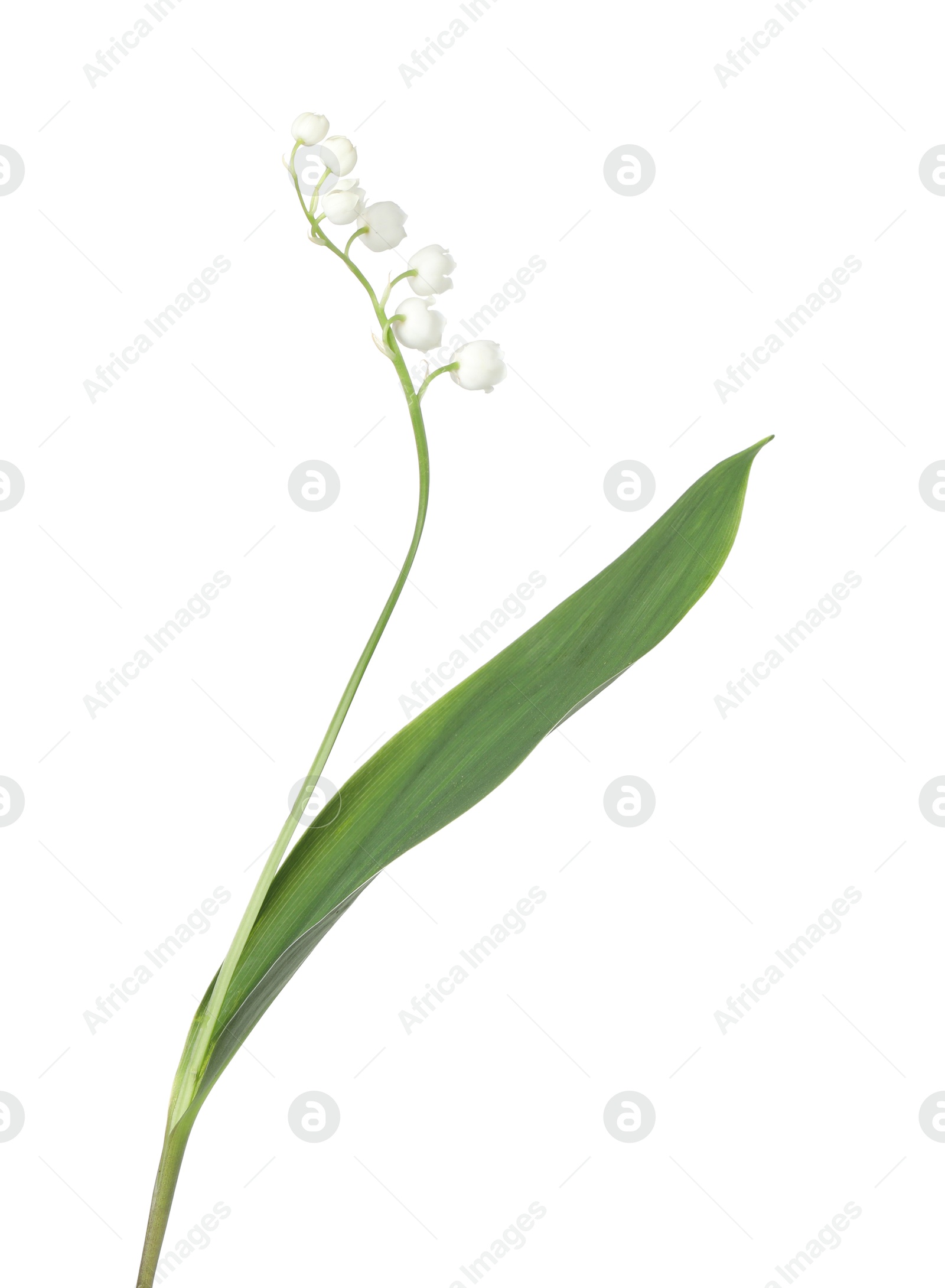 Beautiful fragrant lily-of-the-valley flowers isolated on white Photo of Beautiful fragrant lily-of-the-valley flowers isolated on white