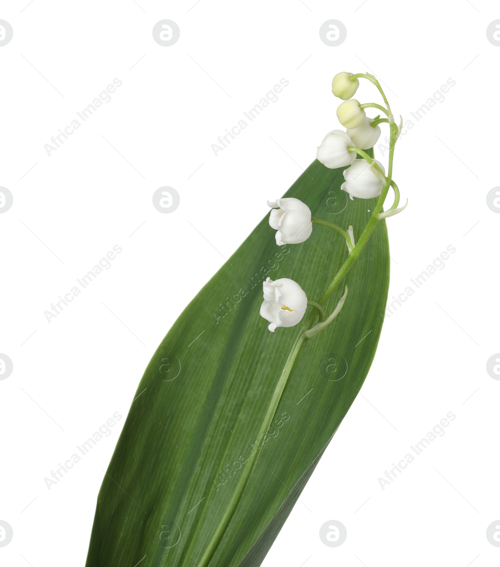 Beautiful fragrant lily-of-the-valley flowers isolated on white Photo of Beautiful fragrant lily-of-the-valley flowers isolated on white