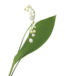 Photo of Beautiful fragrant lily-of-the-valley flowers isolated on white