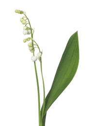 Photo of Beautiful fragrant lily-of-the-valley flowers isolated on white
