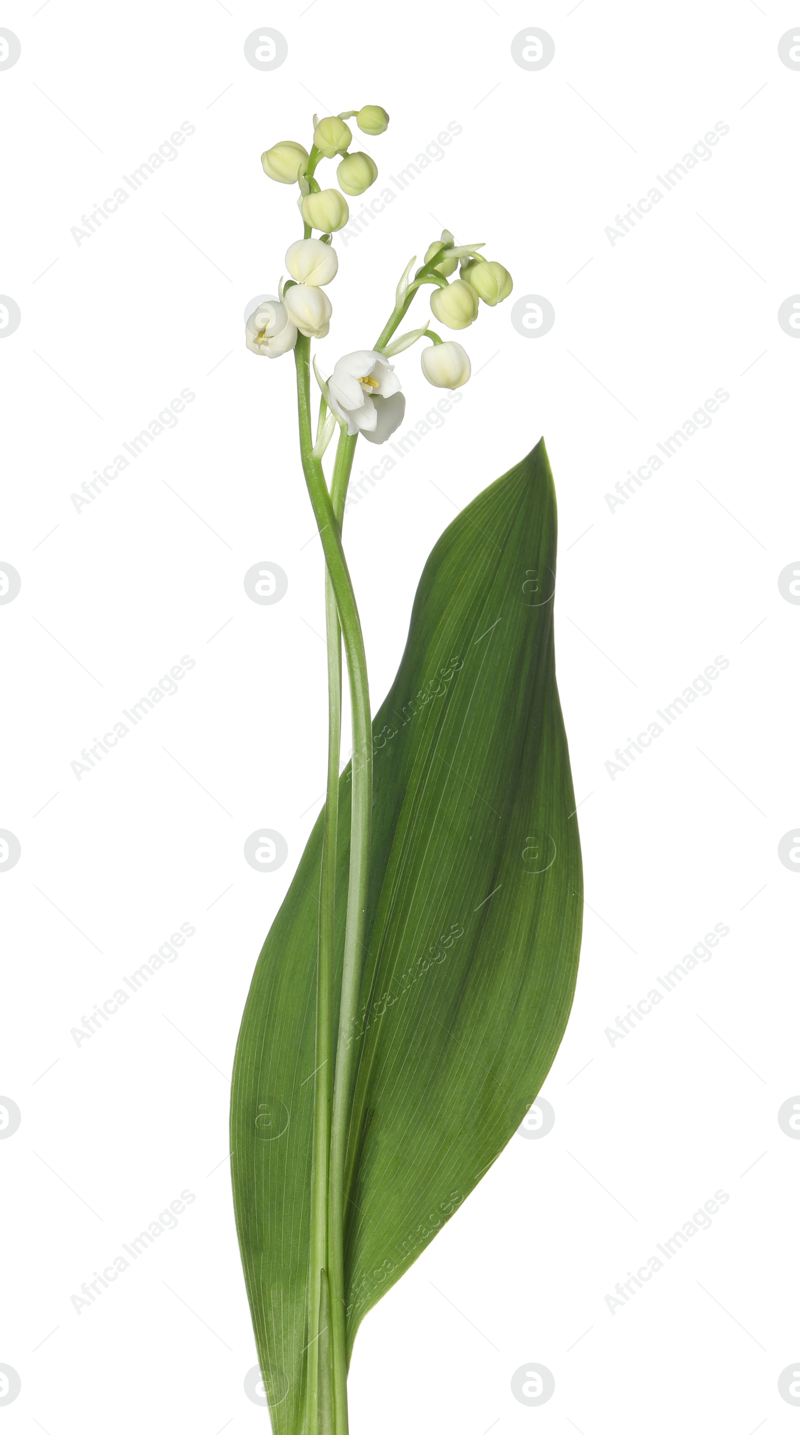 Beautiful fragrant lily-of-the-valley flowers isolated on white Photo of Beautiful fragrant lily-of-the-valley flowers isolated on white