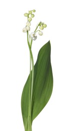 Photo of Beautiful fragrant lily-of-the-valley flowers isolated on white