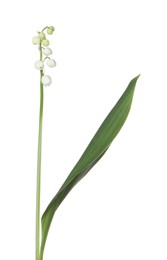 Photo of Beautiful fragrant lily-of-the-valley flowers isolated on white