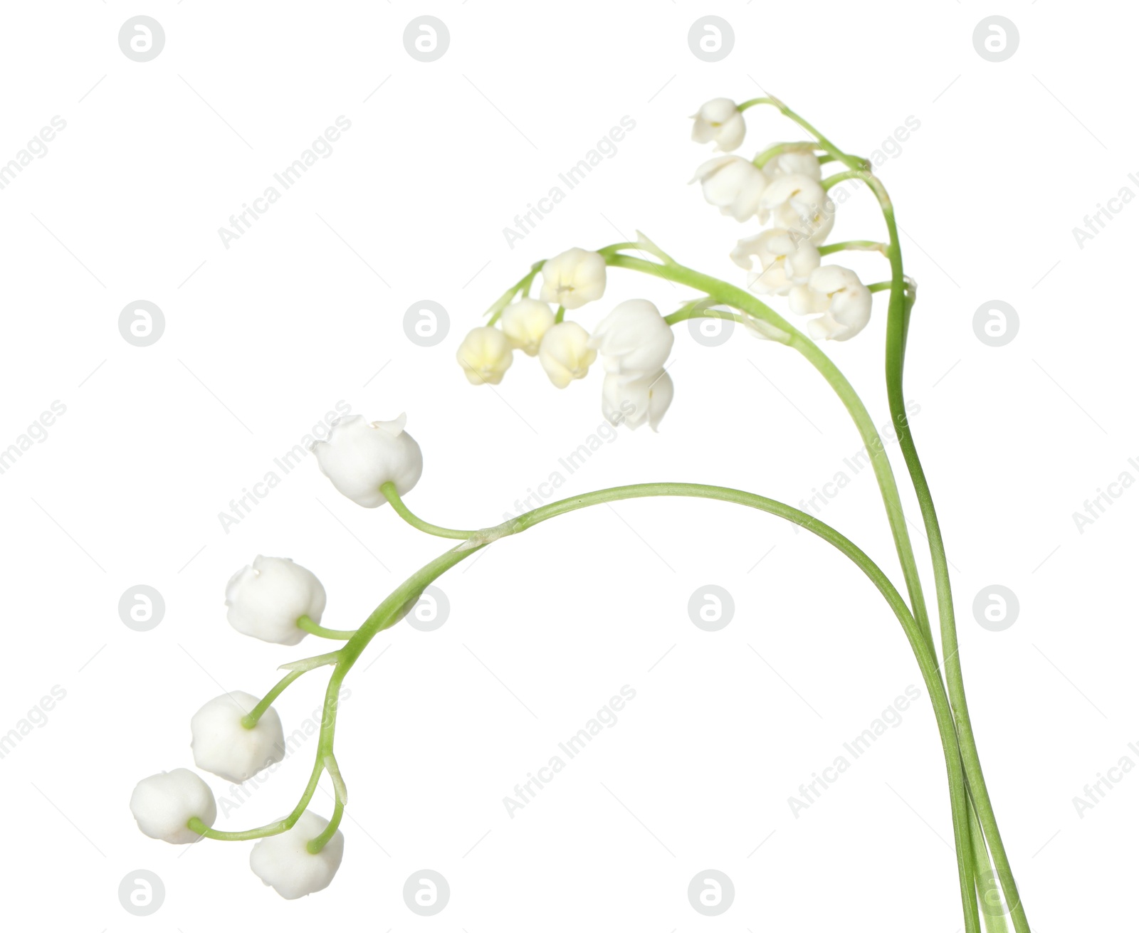 Beautiful fragrant lily-of-the-valley flowers isolated on white Photo of Beautiful fragrant lily-of-the-valley flowers isolated on white