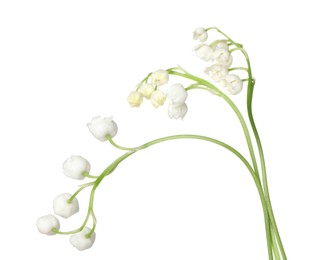 Photo of Beautiful fragrant lily-of-the-valley flowers isolated on white