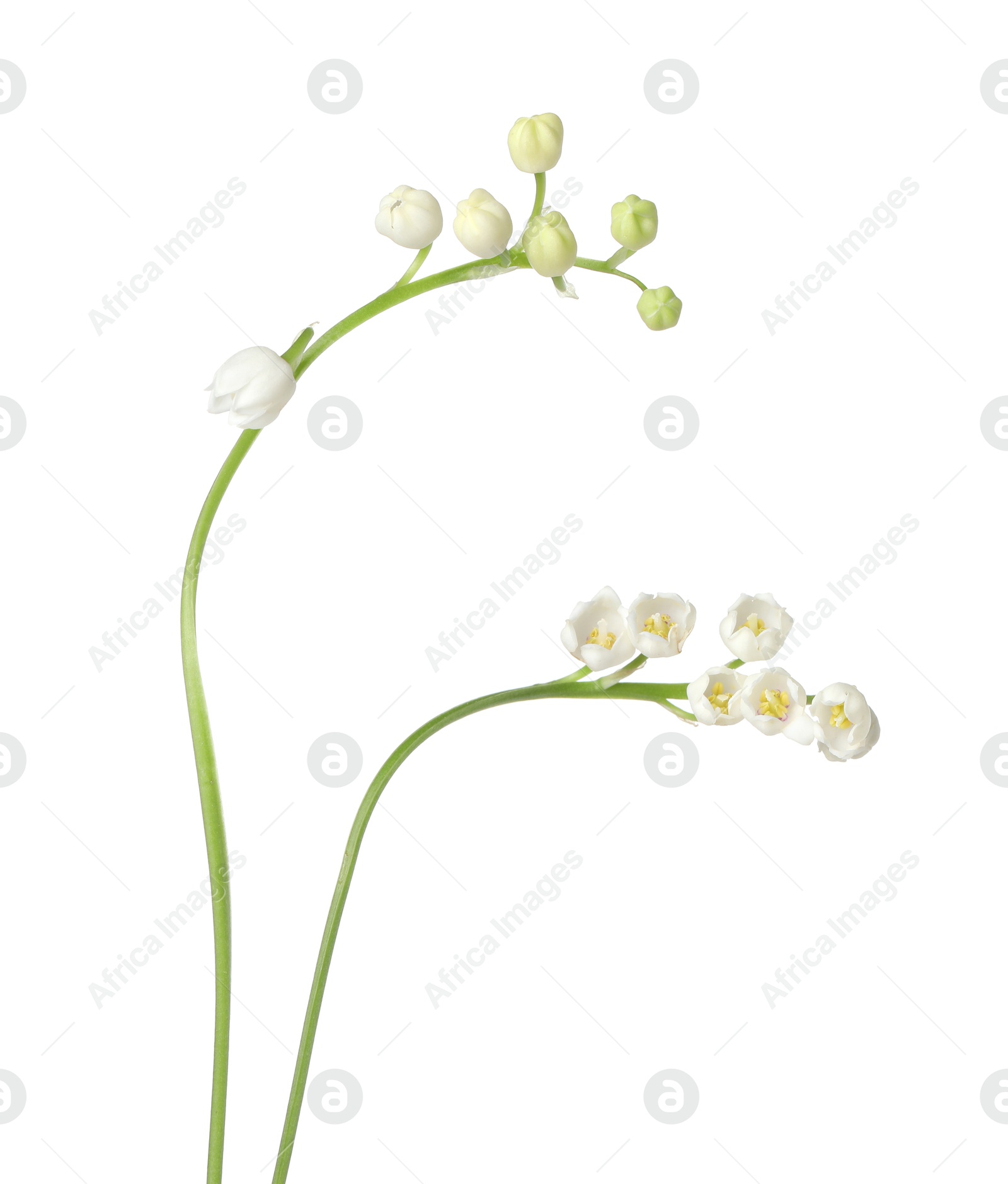Beautiful fragrant lily-of-the-valley flowers isolated on white Photo of Beautiful fragrant lily-of-the-valley flowers isolated on white
