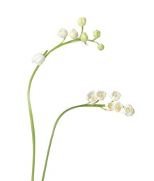 Photo of Beautiful fragrant lily-of-the-valley flowers isolated on white
