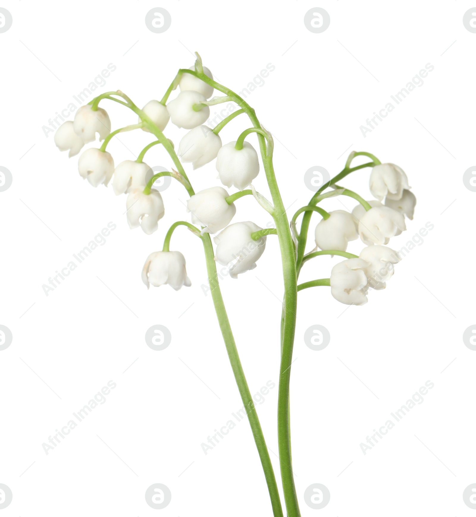 Beautiful fragrant lily-of-the-valley flowers isolated on white Photo of Beautiful fragrant lily-of-the-valley flowers isolated on white