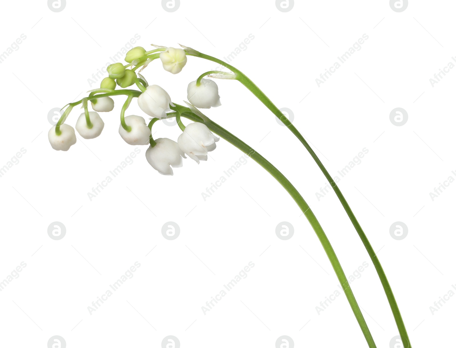 Beautiful fragrant lily-of-the-valley flowers isolated on white Photo of Beautiful fragrant lily-of-the-valley flowers isolated on white