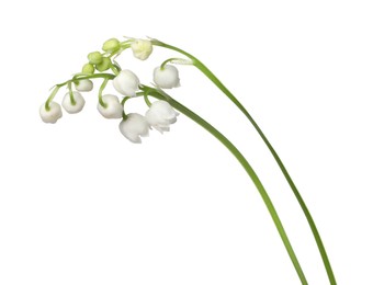 Photo of Beautiful fragrant lily-of-the-valley flowers isolated on white