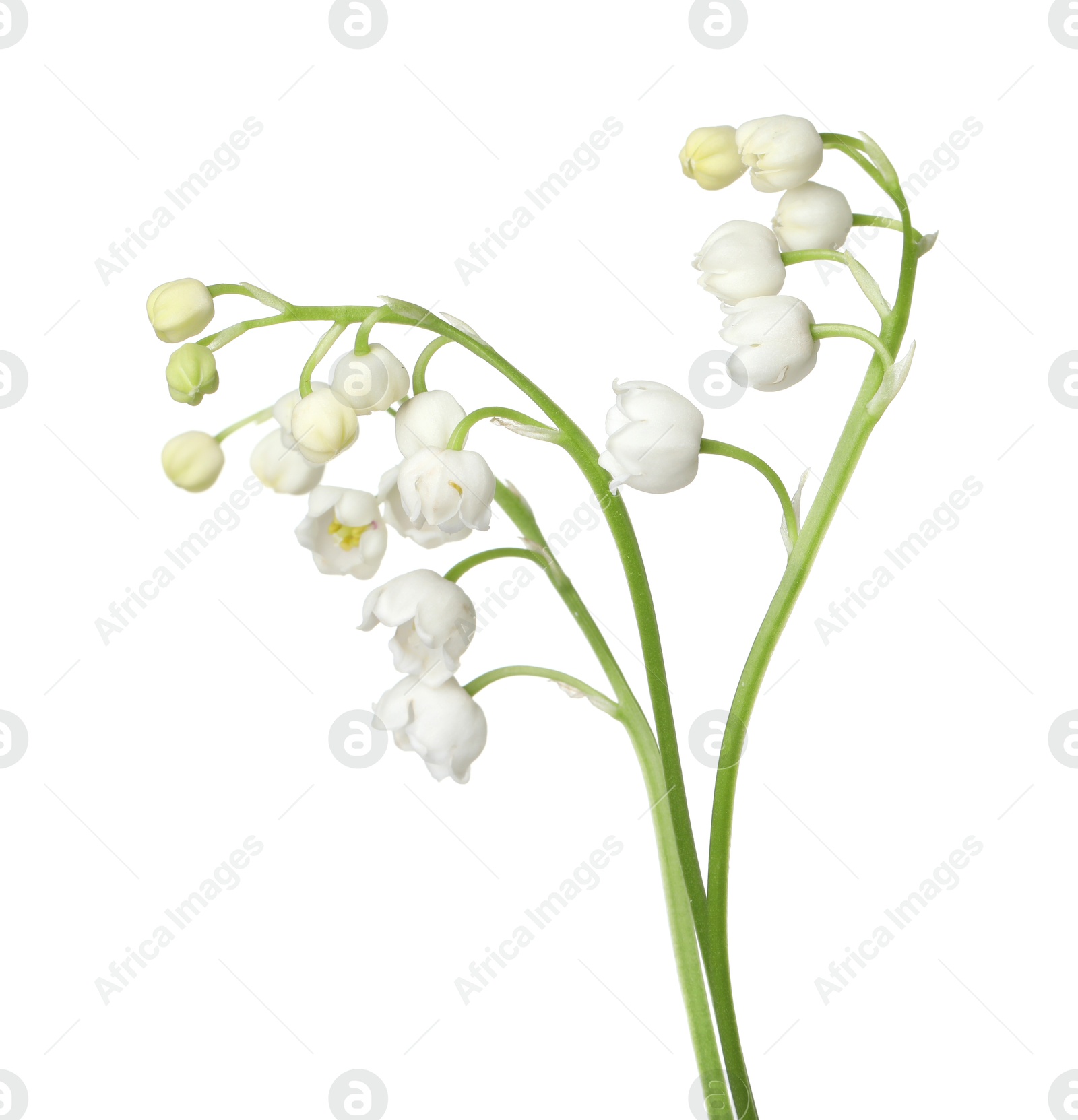 Beautiful fragrant lily-of-the-valley flowers isolated on white Photo of Beautiful fragrant lily-of-the-valley flowers isolated on white