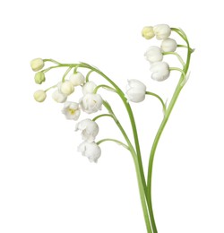 Photo of Beautiful fragrant lily-of-the-valley flowers isolated on white