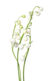 Photo of Beautiful fragrant lily-of-the-valley flowers isolated on white