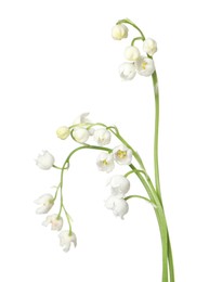 Photo of Beautiful fragrant lily-of-the-valley flowers isolated on white