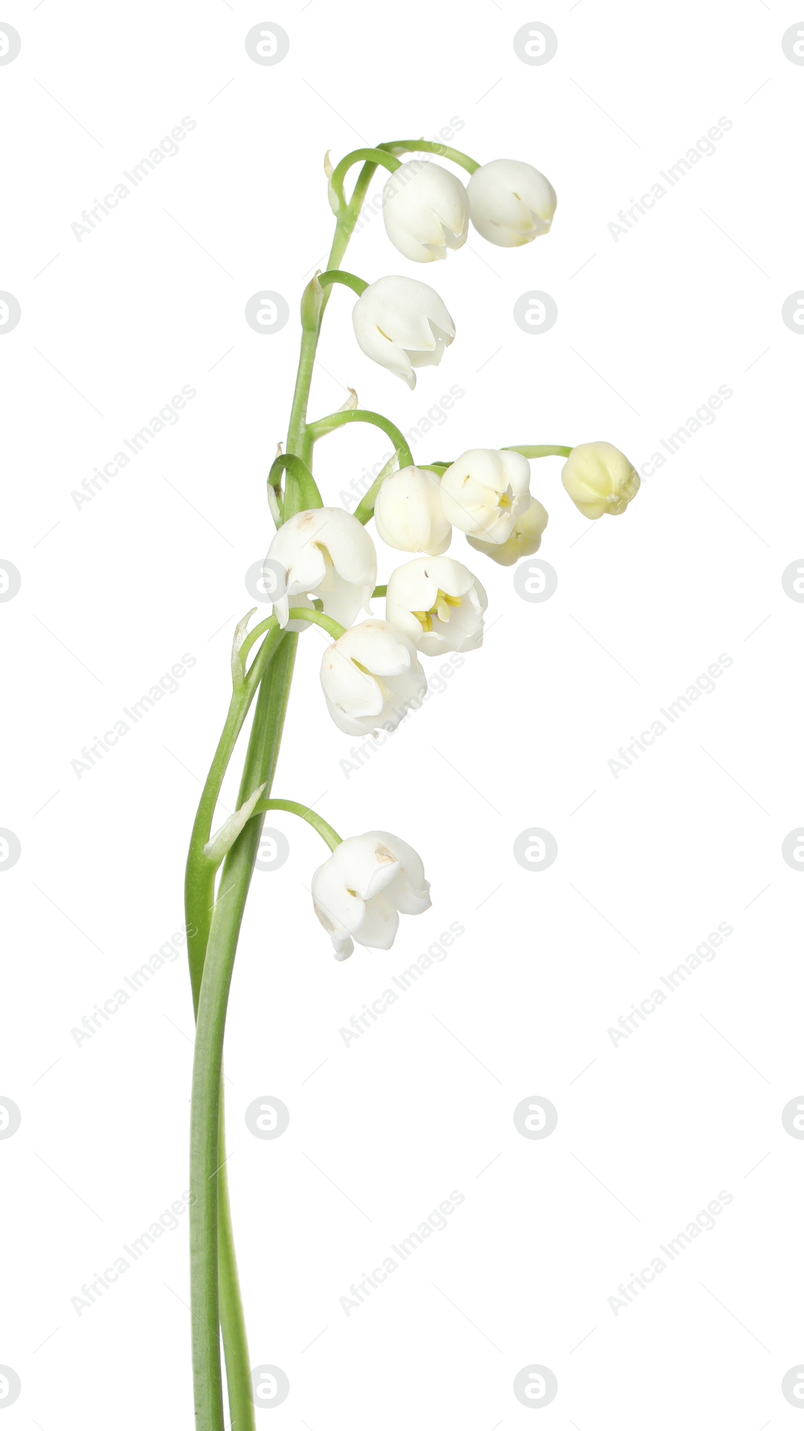 Photo of Beautiful fragrant lily-of-the-valley flowers isolated on white