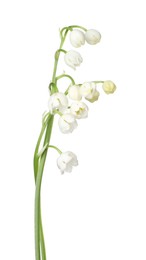 Photo of Beautiful fragrant lily-of-the-valley flowers isolated on white